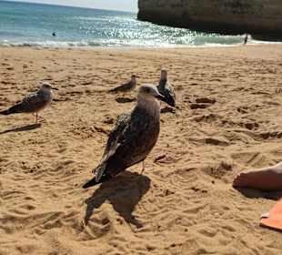 Praia de Nossa Senhora da Rocha