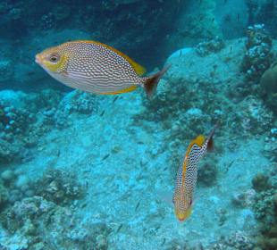 Fische