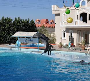 Dolphin Sharm elshiek show