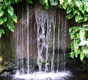 Schmetterlingshaus Wasserfall