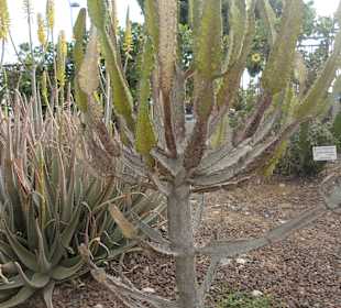 Parque Botánico de Maspalomas 13-02-2013