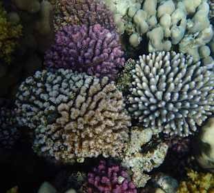 Impressionen vom Riff