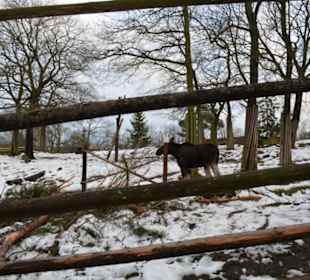 Freilichtmuseum Skansen