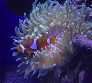 Rundgang durch das Aquarium Kiel