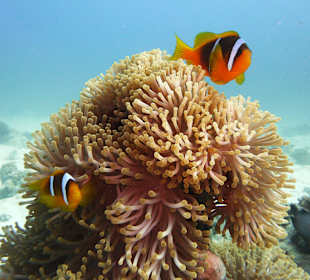 Under Water