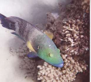 Besenschwanzlippfisch