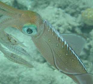 Schnorcheln Makadi Bay