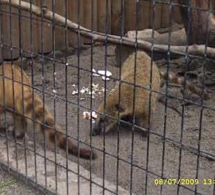 Urokliwe krakowskie ZOO.