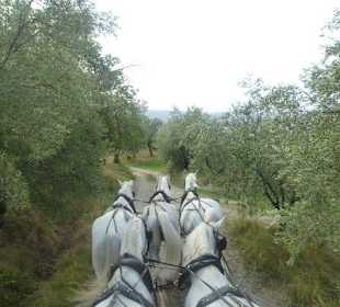 Auf verschlungenen Wegen