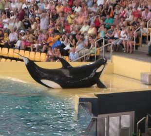 Loro Park - Orca Show