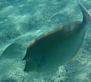 Kurznasendoktorfisch