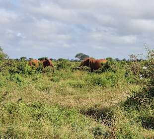 Tsavo Ost und West Safari