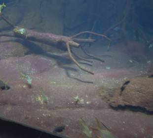 Aquarium