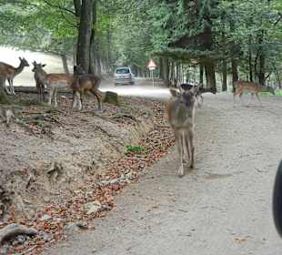 Typische Safari Problemen im Wildpark