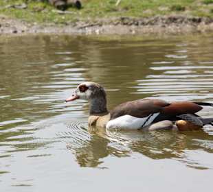 ZOOM Erlebniswelt Gelsenkirchen