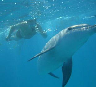 Schwimmen mit Delphinen