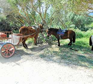 Am Rieter bzw. Ponyhof