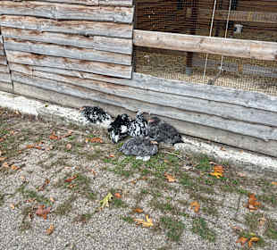 Steinerbos Belevenispark