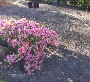 Real Jardín Botánico de Madrid