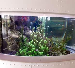 National Aquarium Malta