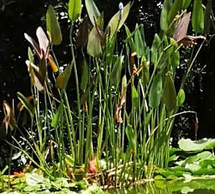 Botanischer Garten Puerto de la Cruz