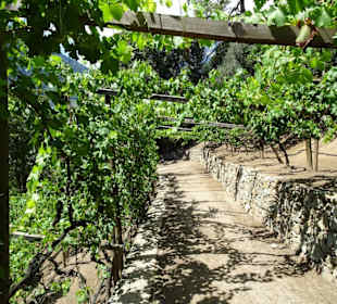 Im Kräutergarten des Tappeinerweges