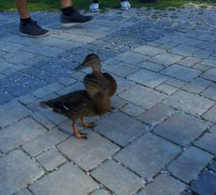 Keine Scheu die Enten in Gstadt