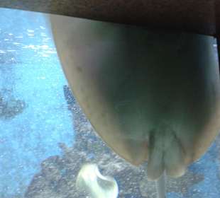 Aquarium in Hurghada