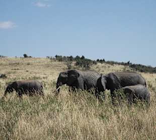 Masai Mara Game Drive