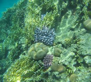 Домашний риф