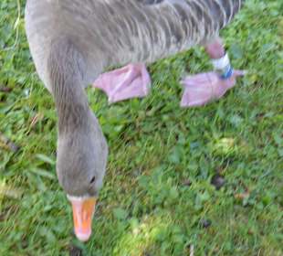 Grau Gänse beim Füttern