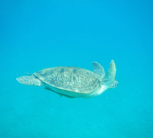 Abu Dabab - želva kareta