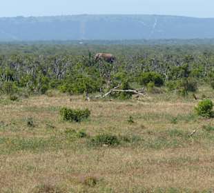 Große Weideflächen