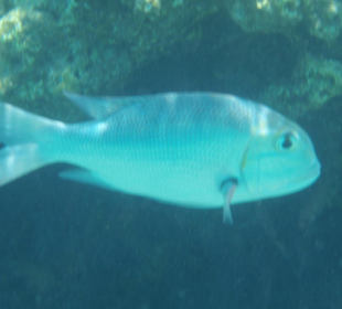 Fisch am Hotel Ghazala Beach/Village