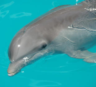 Delfin