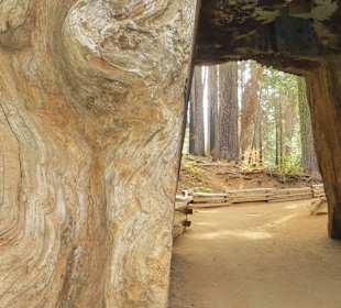 Tuolumne Grove
