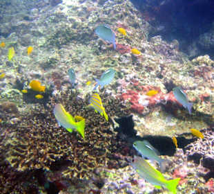 Tauchurlaub bei Aqua One Phuket