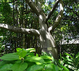 Stadtrundgang Sydney