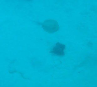 Schnorcheln Makadi Bay