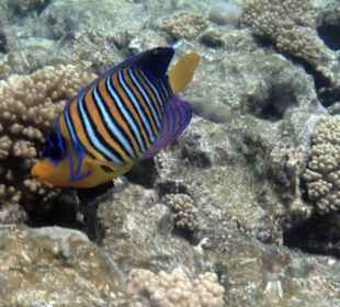 Fisch