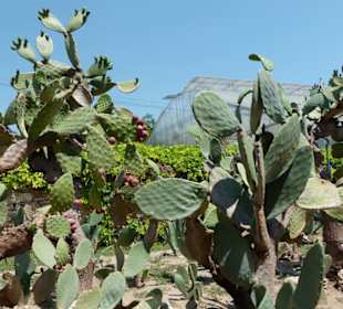 Botanischer Garten
