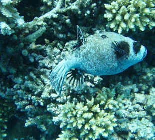 Aquarium
