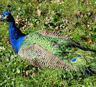 Farbenfroher Pfau