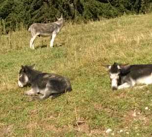 Wandern Nesselwängle
