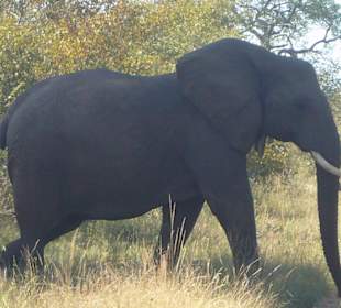 Elephant kreuzt