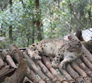 Padmaja Naidu Himalayan Darjeeling Zoo
