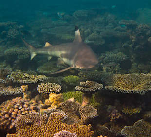 Schwarzspitzenriffhai