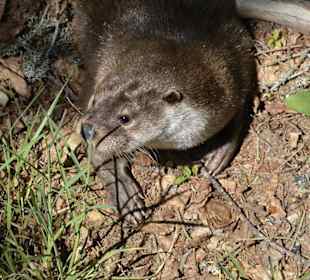 Fischotter im Nationalpark Neuschönau
