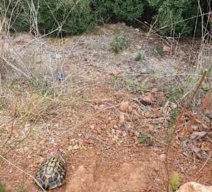 Freilebende Schildkröten.