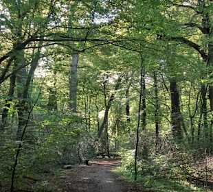Impressionen aus dem Neuenburger Urwald